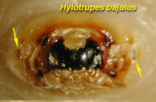 Deutlich erkennbare Punktaugen am Larvenkopf